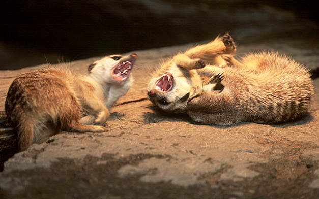 Erdmännchen