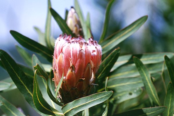 Protea