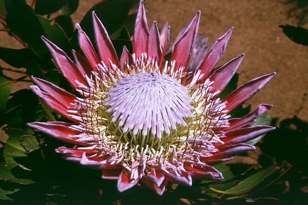 Protea