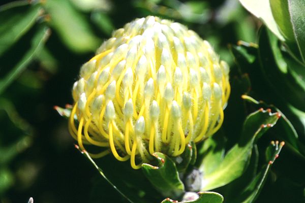 Protea