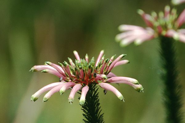 Protea