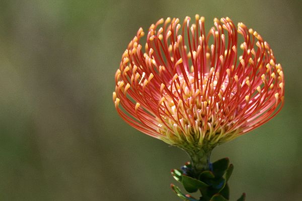 Protea