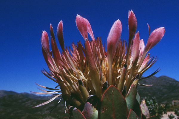 Protea