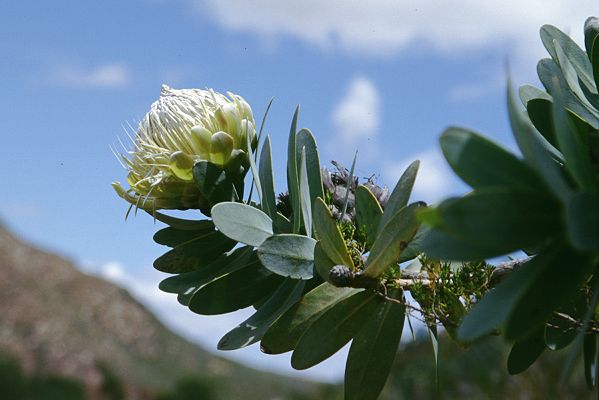 Protea