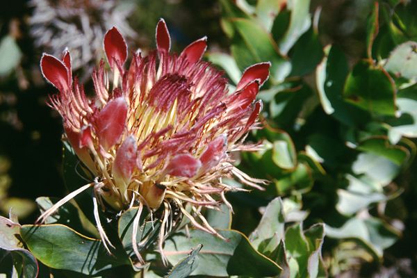 Protea