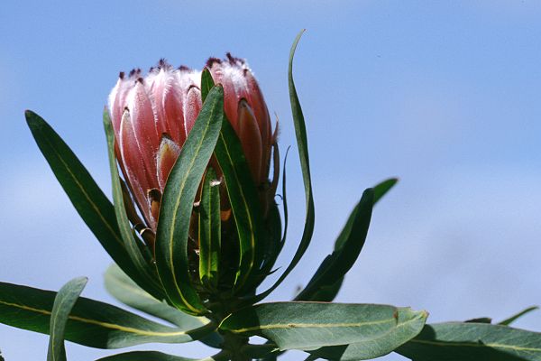 Protea