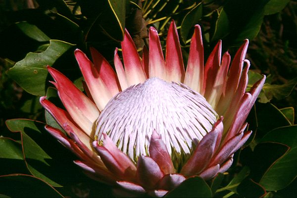 Protea