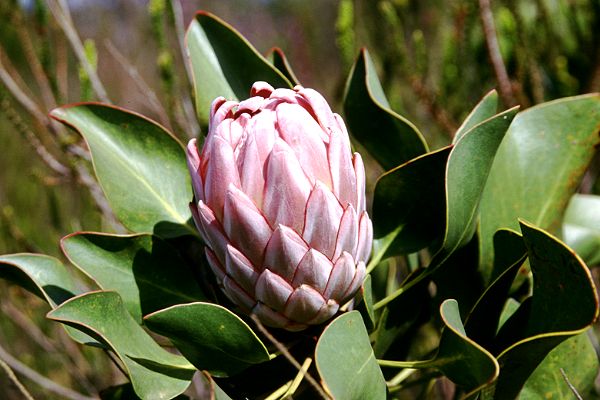 Protea