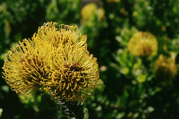 Protea