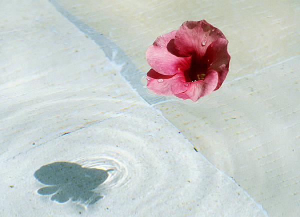 Blüte im Pool