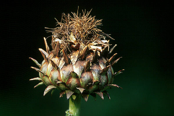 Distel