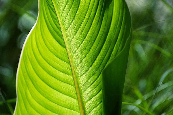 Gegenlicht und Form