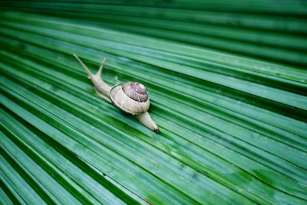 Schnecke flüchtet...