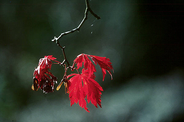 Herbst