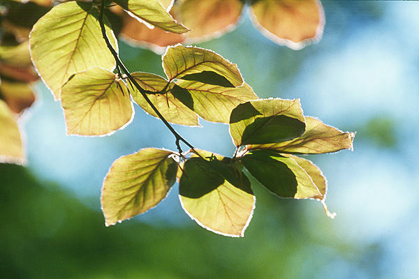 Frühling