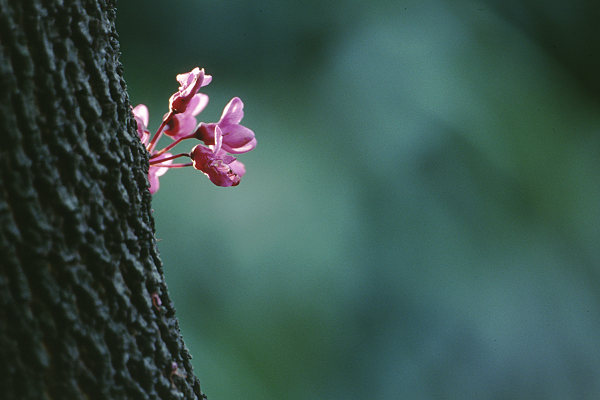 Blüte