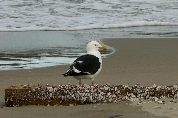 On the Beach