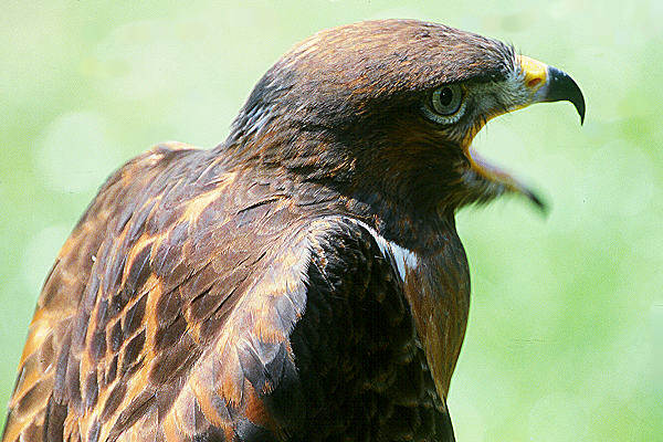 Bussard