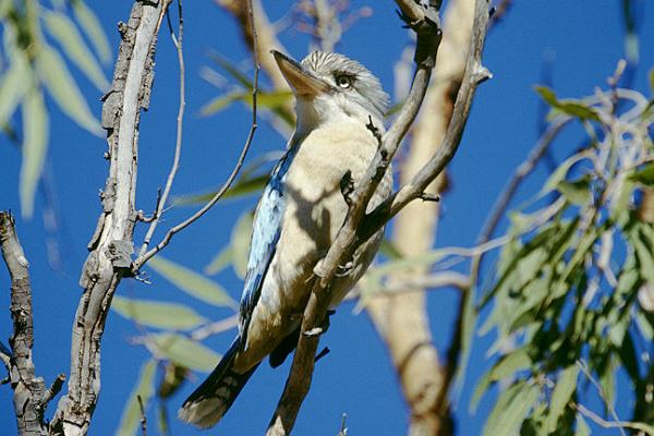 Kookaburra