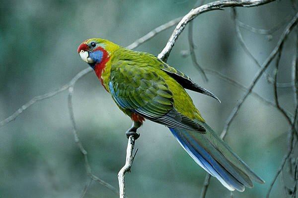 Rosella