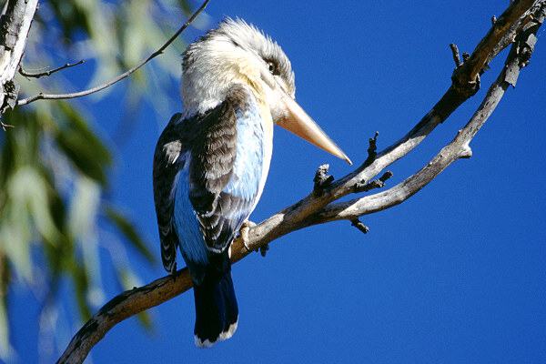 Kookaburra