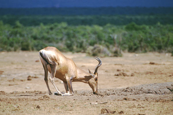 Antilope