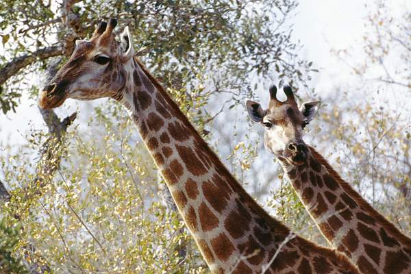 Wildlife
