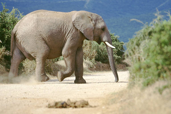 Elefant