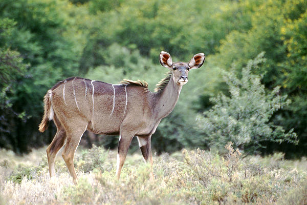 Kudu