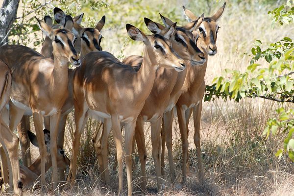 Impalas