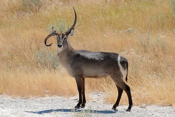 Wasserbock