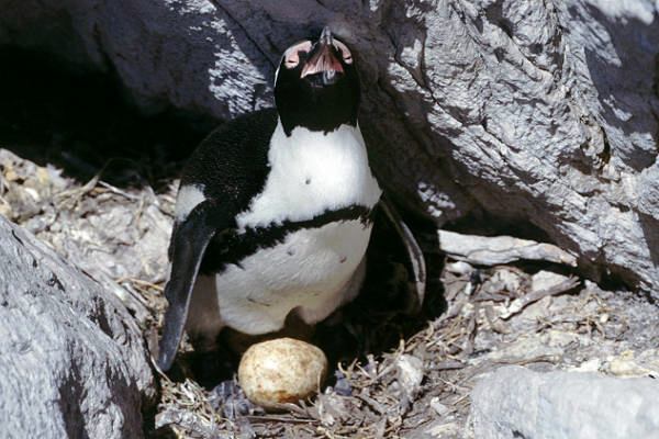 Pinguine in Südafrika