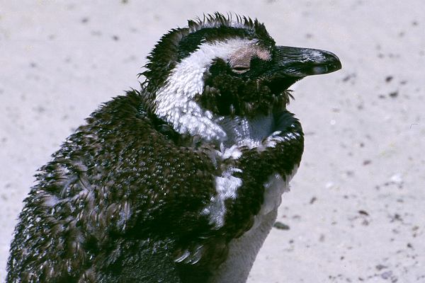 Pinguine in Südafrika