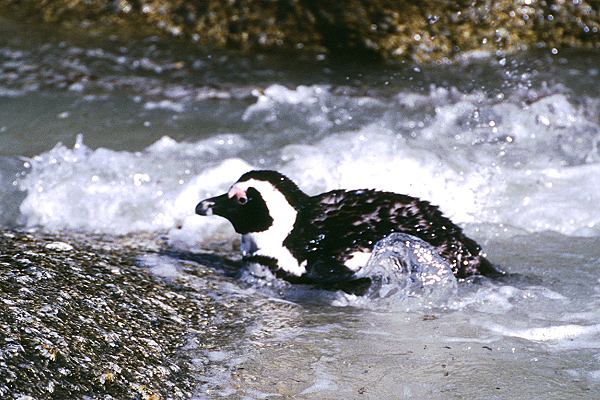 Pinguine in Südafrika