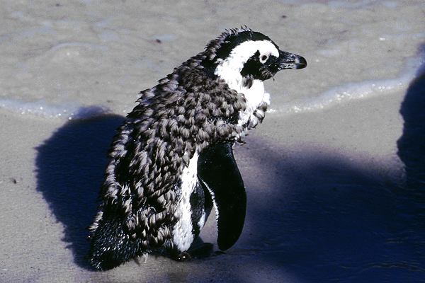 Pinguine in Südafrika