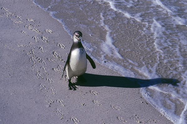 Pinguine in Südafrika