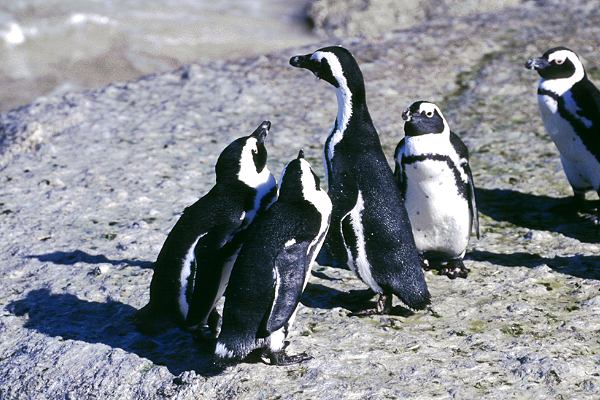 Pinguine in Südafrika