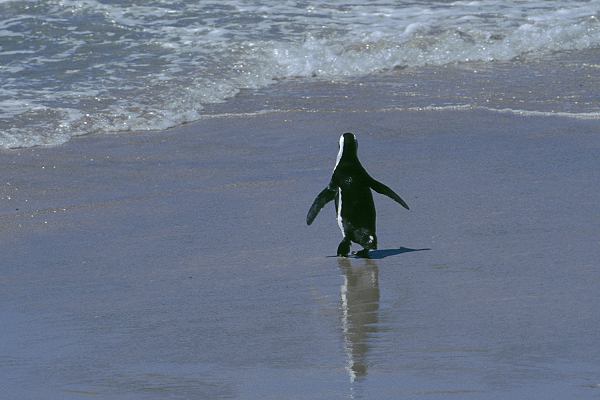 Pinguine in Südafrika