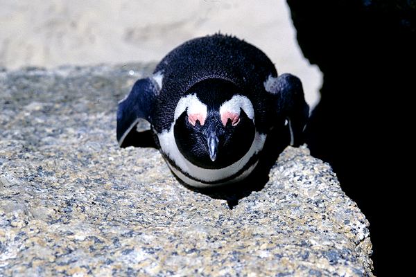 Pinguine in Südafrika