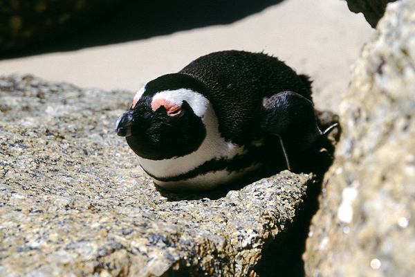 Pinguine in Südafrika
