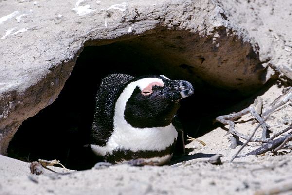 Pinguine in Südafrika