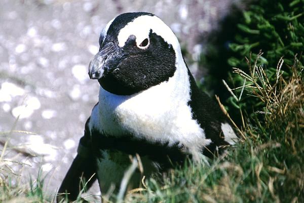 Pinguine in Südafrika