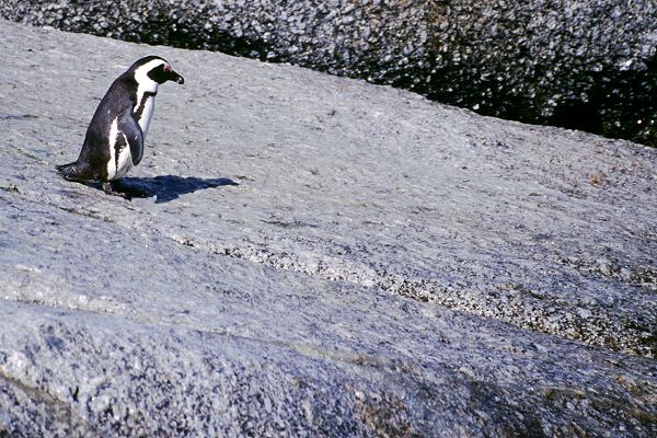 Pinguine in Südafrika