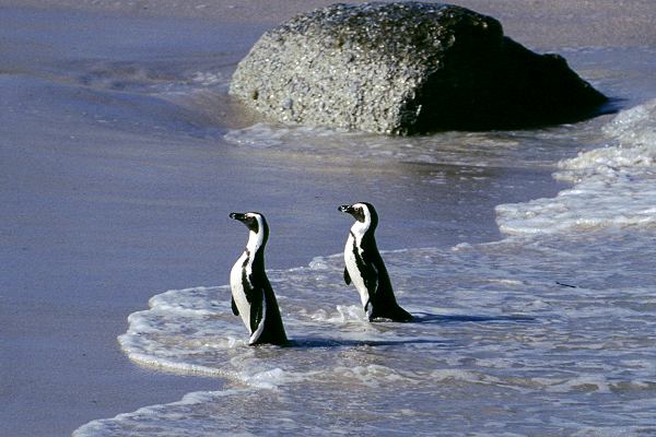 Pinguine in Südafrika