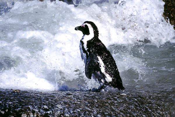 Pinguine in Südafrika