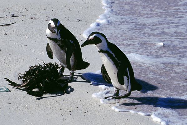 Pinguine in Südafrika