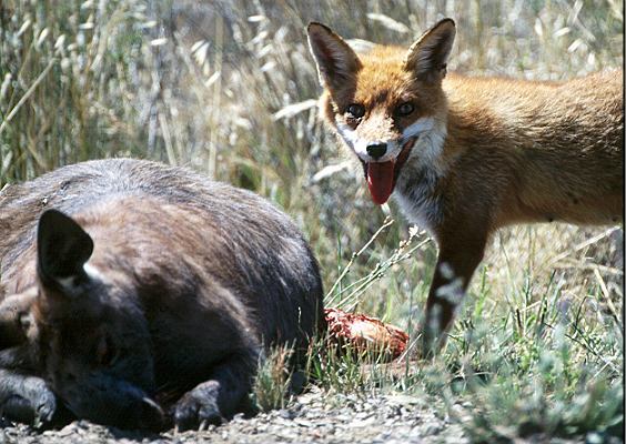 Fuchs mit Roo