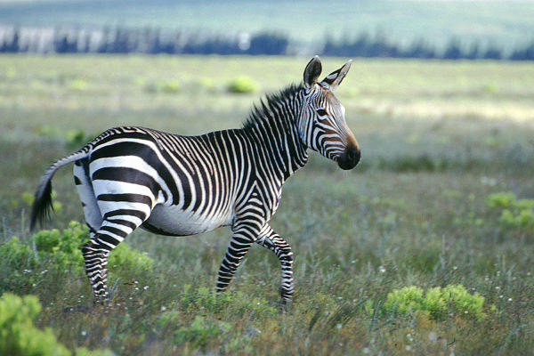 Zebras in Südafrika