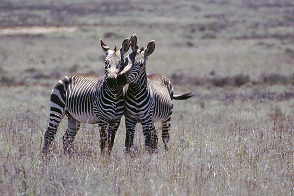 Zebras in Südafrika