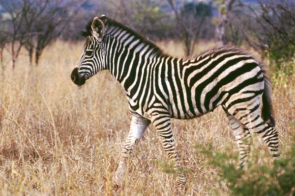 Zebras in Südafrika